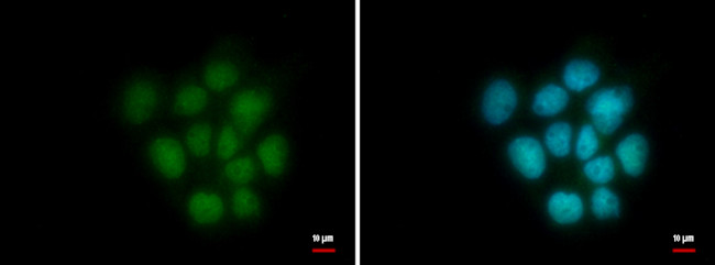 HMGB2 Antibody in Immunocytochemistry (ICC/IF)