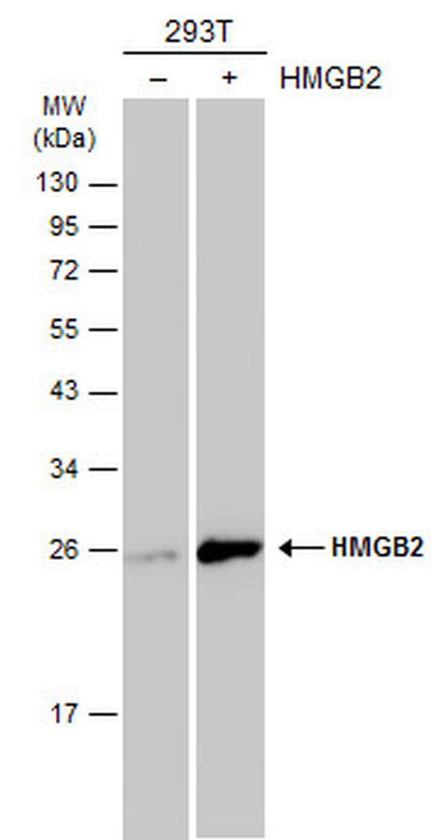 HMGB2 Antibody in Western Blot (WB)