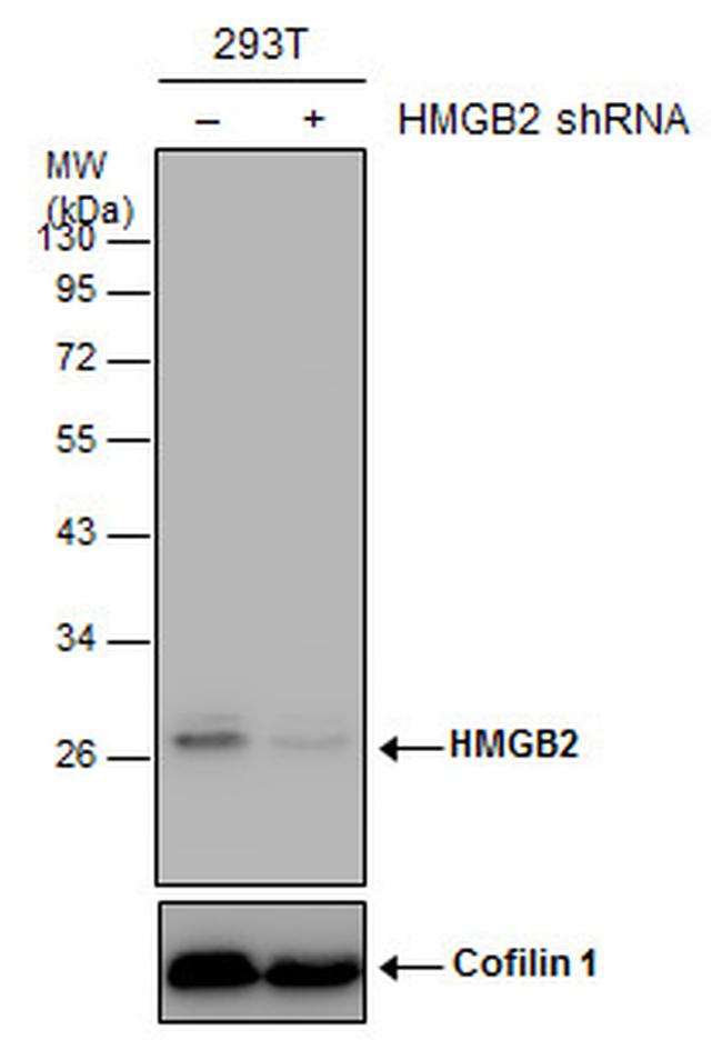 HMGB2 Antibody in Western Blot (WB)