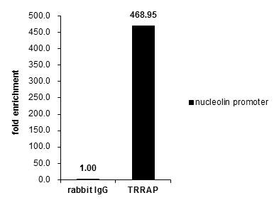 TRRAP Antibody in ChIP Assay (ChIP)