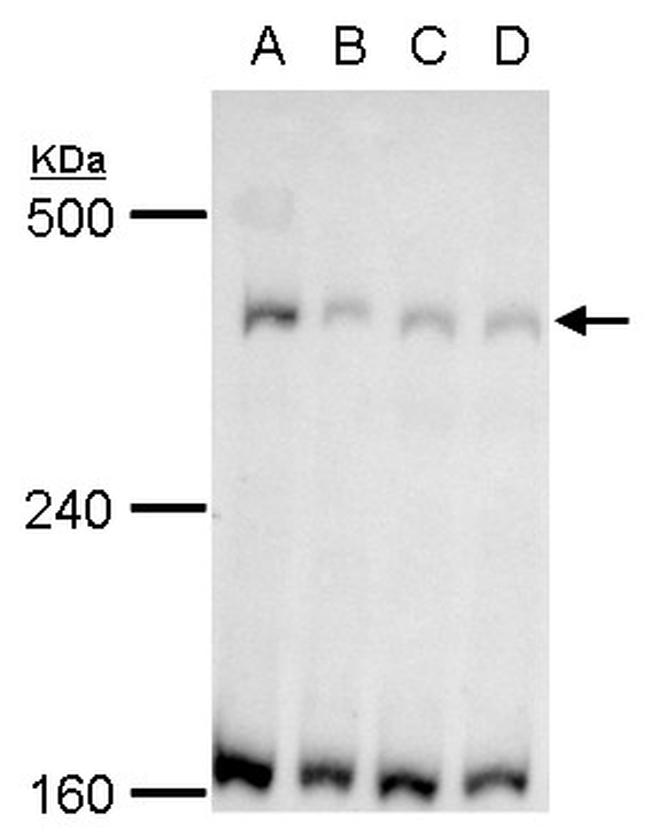 TRRAP Antibody in Western Blot (WB)