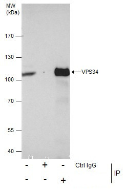 VPS34 Antibody in Immunoprecipitation (IP)