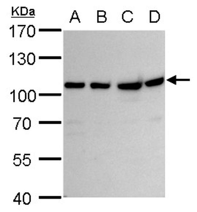 VPS34 Antibody in Western Blot (WB)