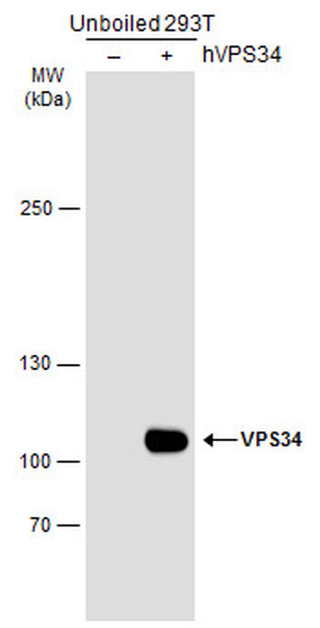 VPS34 Antibody in Western Blot (WB)