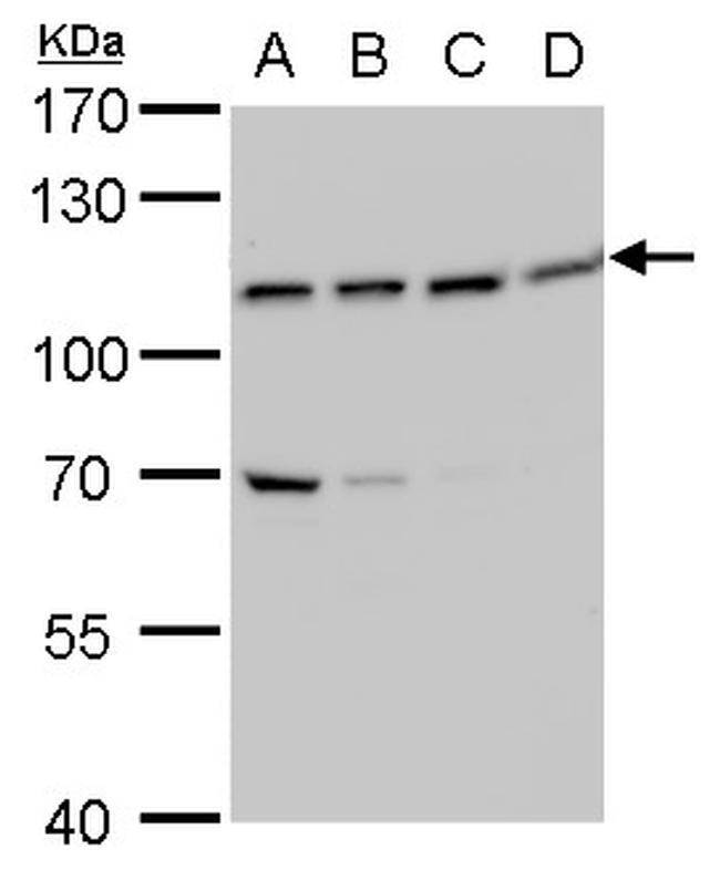 VPS34 Antibody in Western Blot (WB)