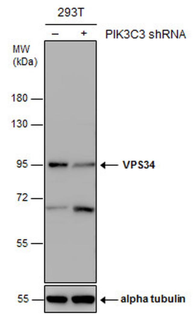 VPS34 Antibody in Western Blot (WB)