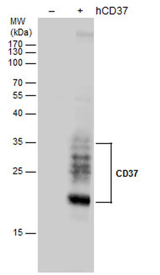 CD37 Antibody in Western Blot (WB)