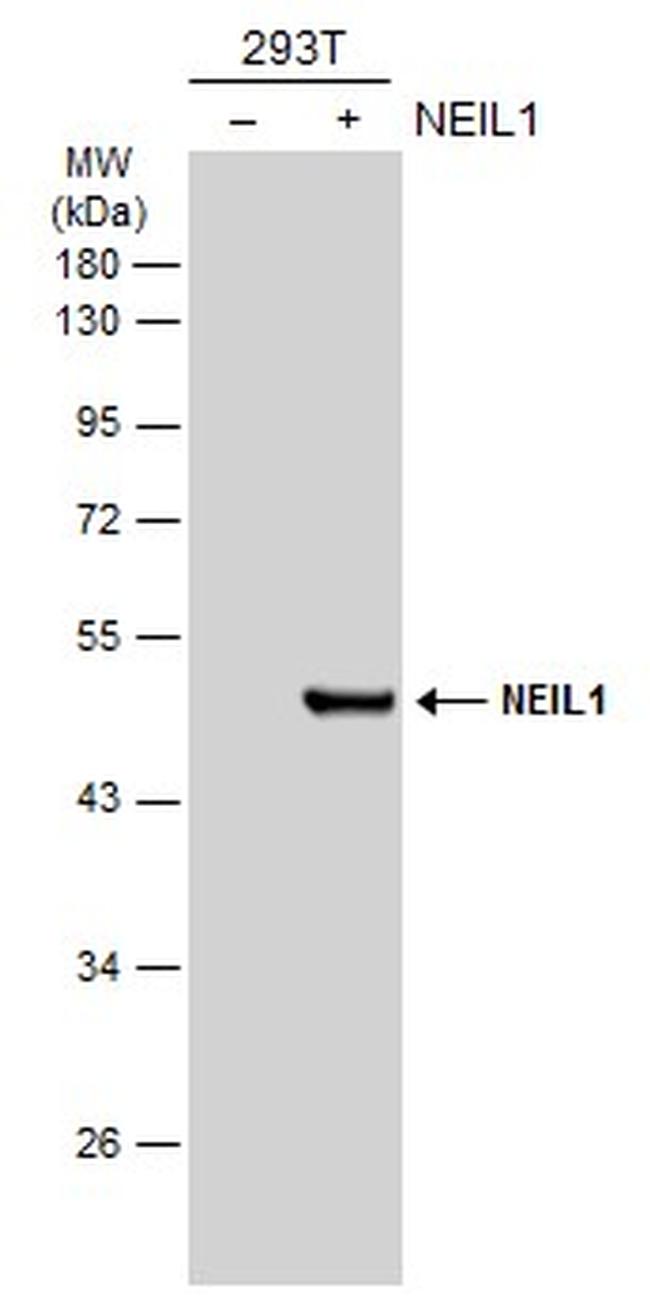 NEIL1 Antibody in Western Blot (WB)