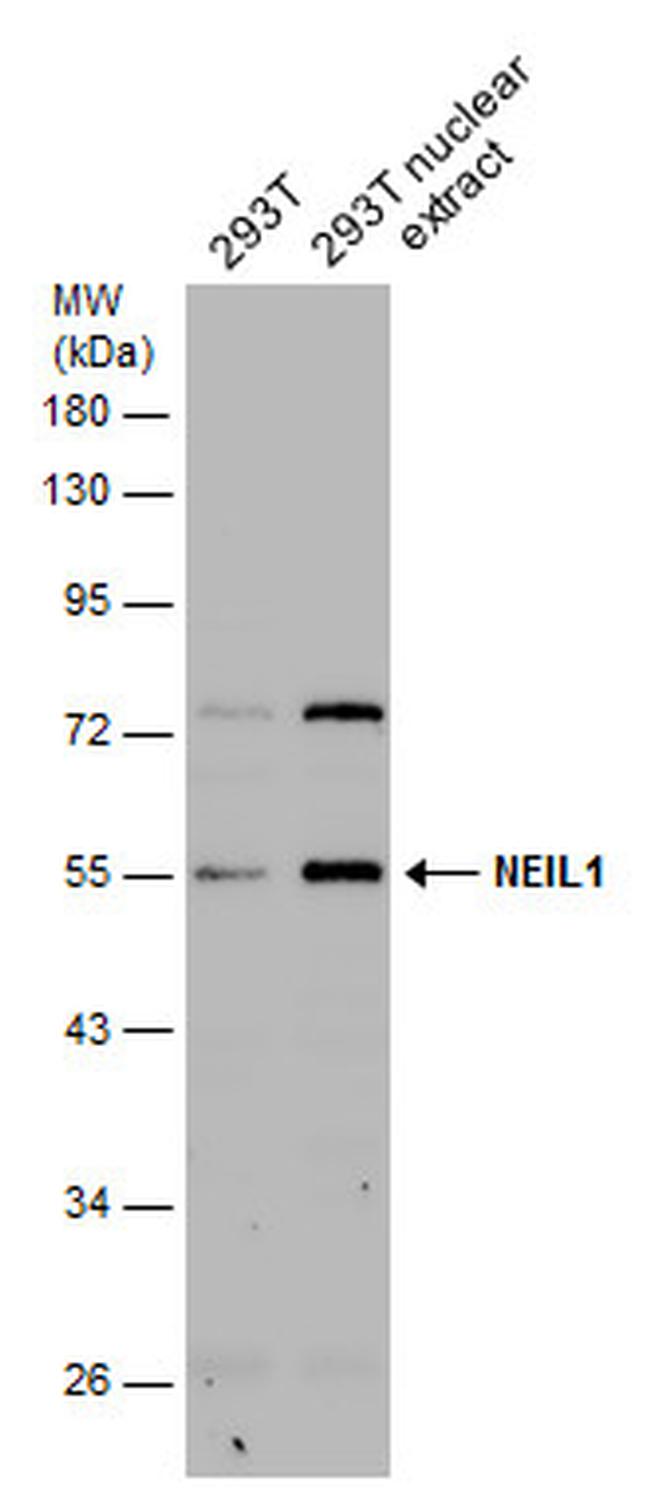 NEIL1 Antibody in Western Blot (WB)