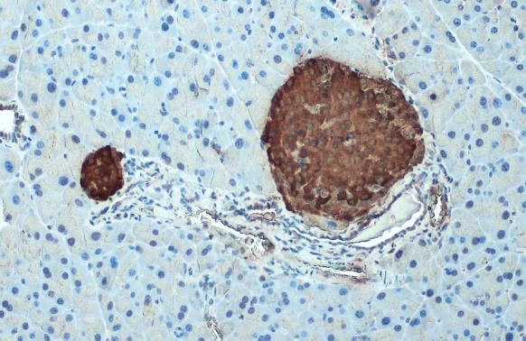 C-Peptide Antibody in Immunohistochemistry (Paraffin) (IHC (P))