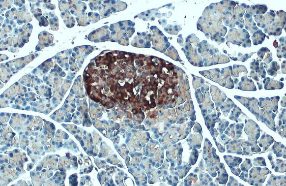 C-Peptide Antibody in Immunohistochemistry (Paraffin) (IHC (P))