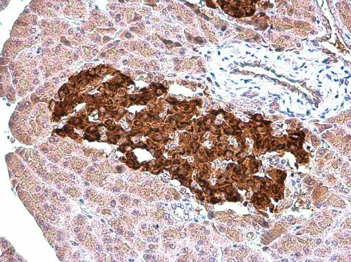 C-Peptide Antibody in Immunohistochemistry (Paraffin) (IHC (P))