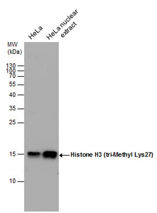 H3K27me3 Antibody in Western Blot (WB)