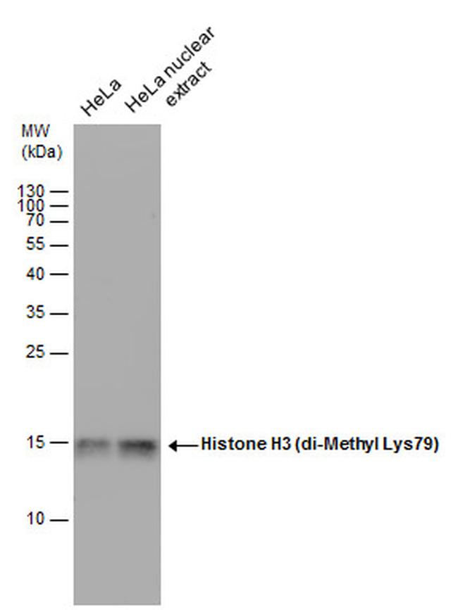 H3K79me2 Antibody in Western Blot (WB)