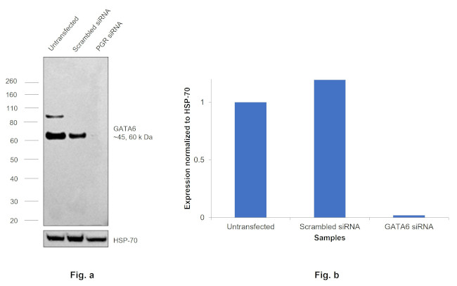 GATA6 Antibody in Western Blot (WB)