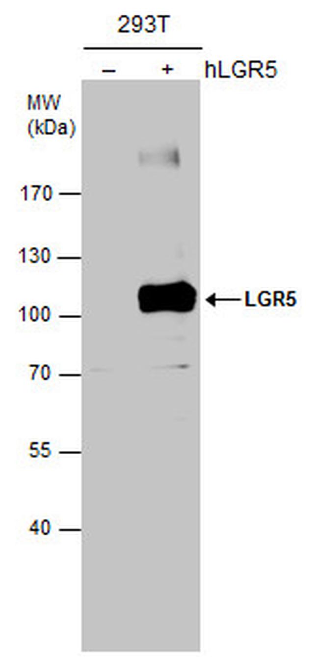 LGR5 Antibody in Western Blot (WB)