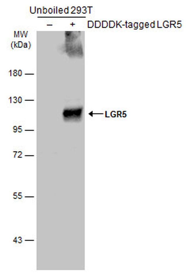 LGR5 Antibody in Western Blot (WB)