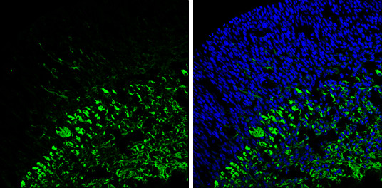 beta-3 Tubulin Antibody in Immunohistochemistry (Frozen) (IHC (F))