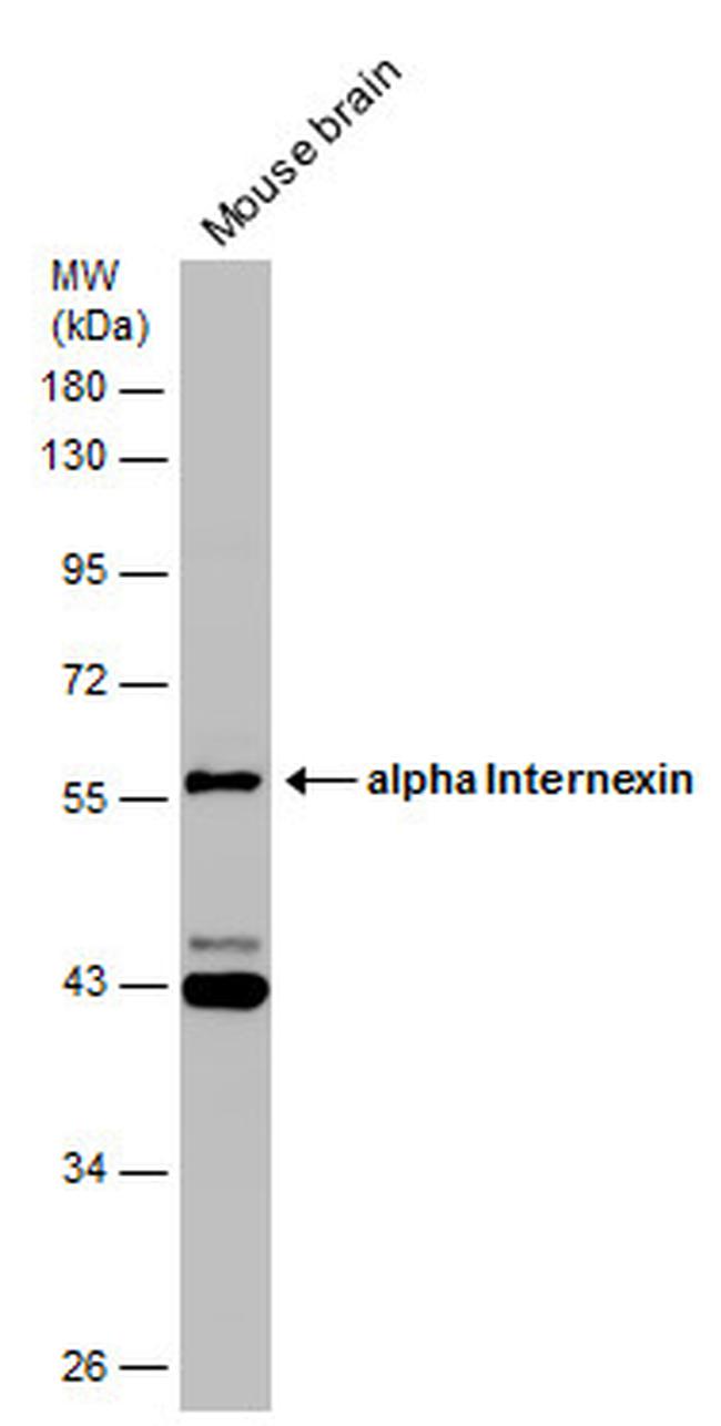 alpha Internexin Antibody in Western Blot (WB)