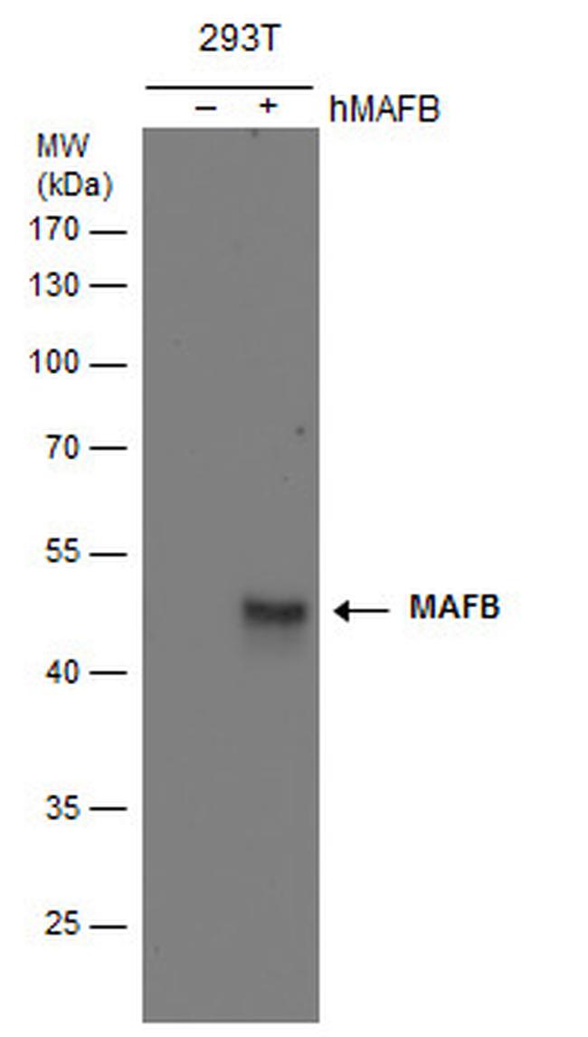 MAFB Antibody in Western Blot (WB)