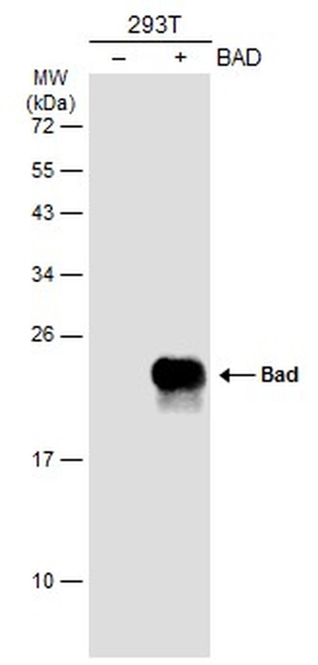 BAD Antibody in Western Blot (WB)