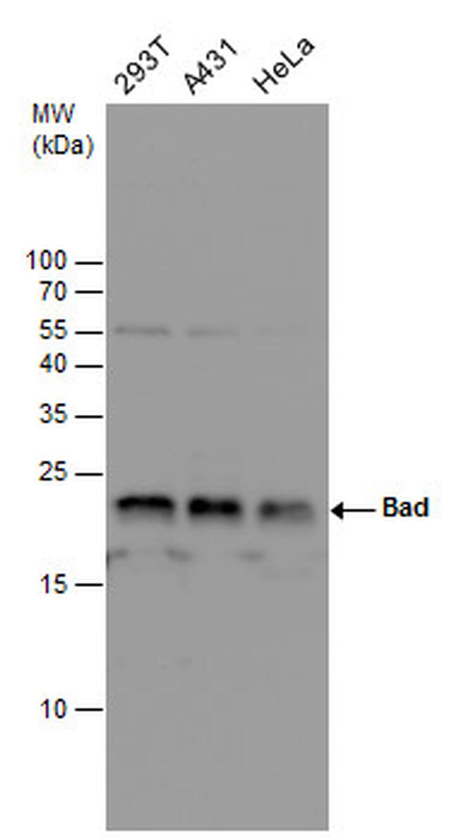 BAD Antibody in Western Blot (WB)