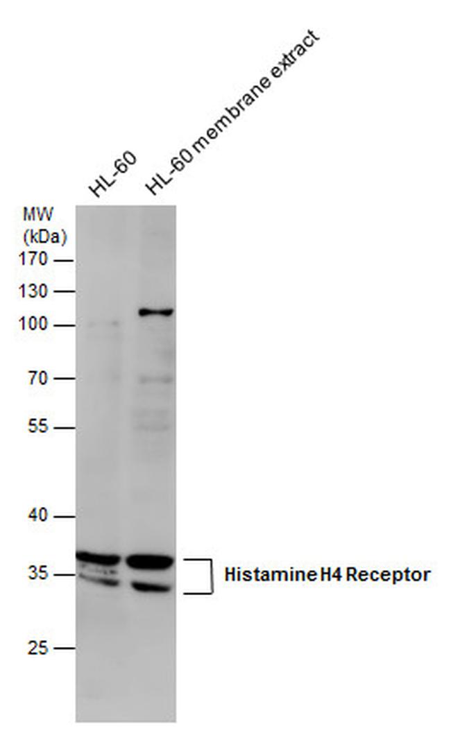 HRH4 Antibody in Western Blot (WB)