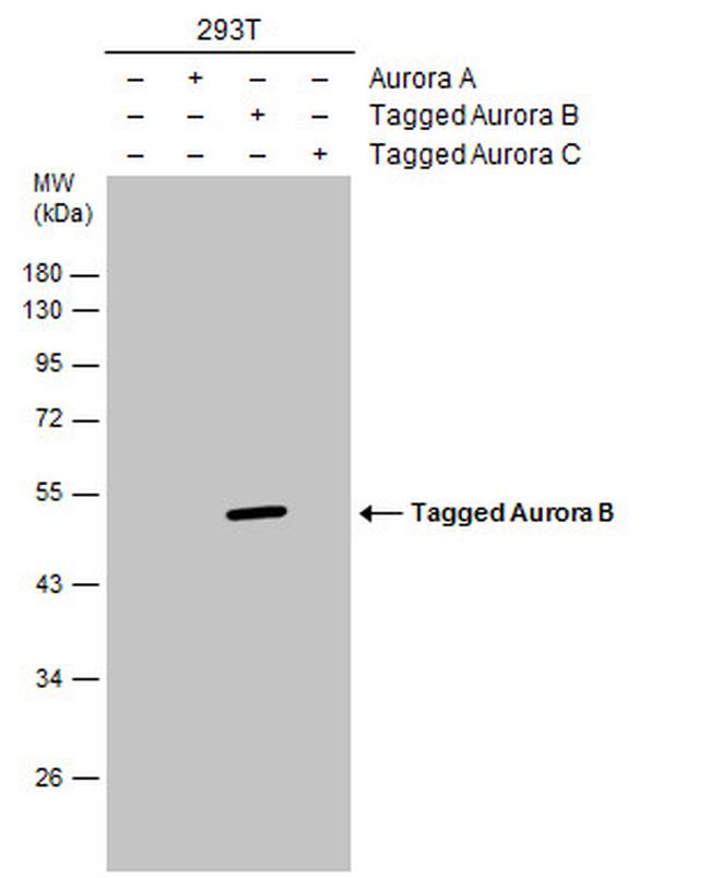 Aurora B Antibody in Western Blot (WB)