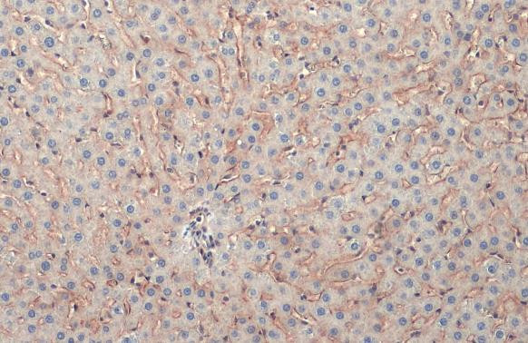 COL4A1 Antibody in Immunohistochemistry (Paraffin) (IHC (P))