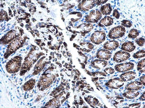 AGR2 Antibody in Immunohistochemistry (Paraffin) (IHC (P))