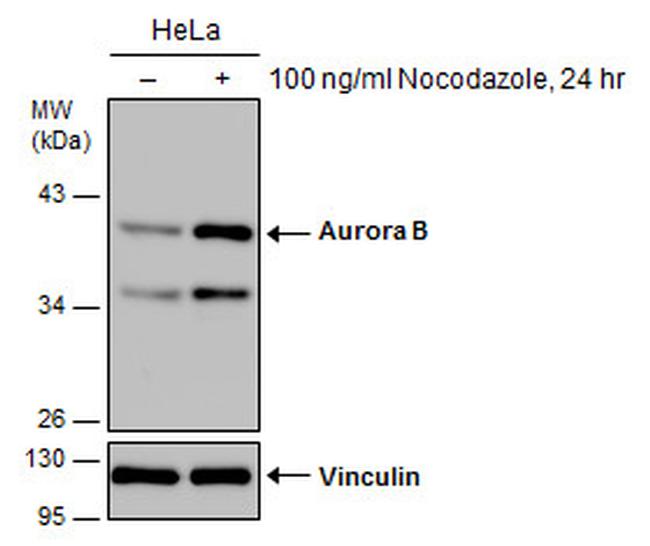 Aurora B Antibody in Western Blot (WB)