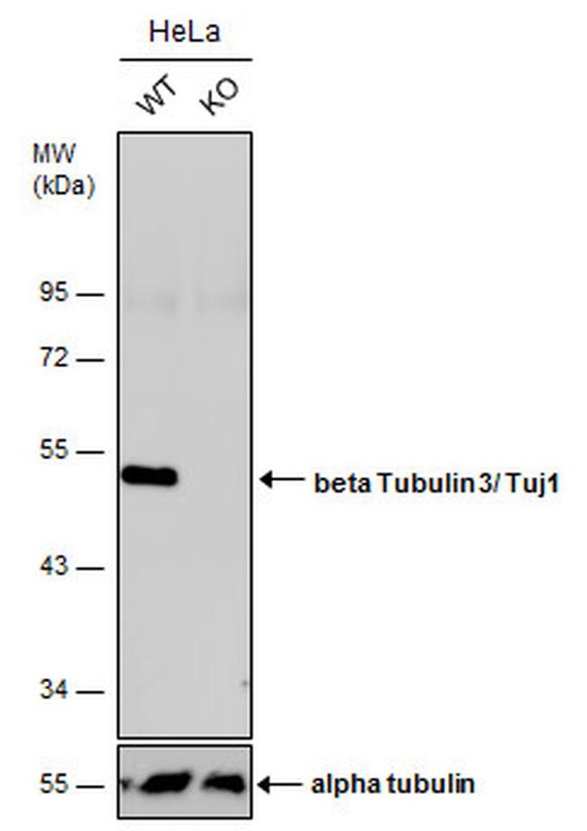 beta-3 Tubulin Antibody in Western Blot (WB)