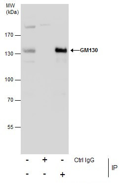GM130 Antibody in Immunoprecipitation (IP)