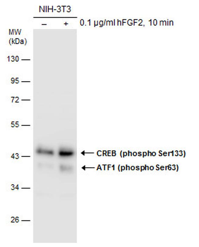 Phospho-CREB (Ser133) Antibody in Western Blot (WB)