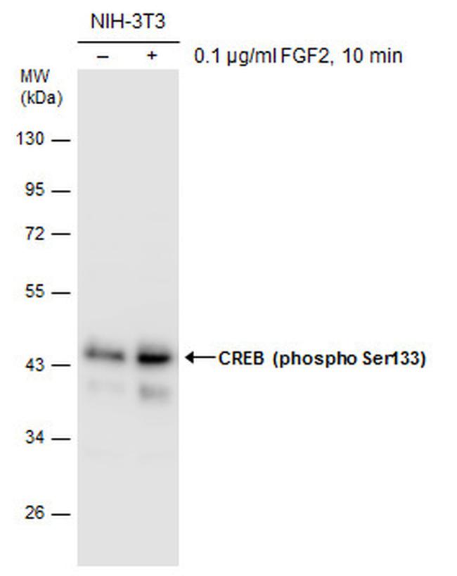 Phospho-CREB (Ser133) Antibody in Western Blot (WB)