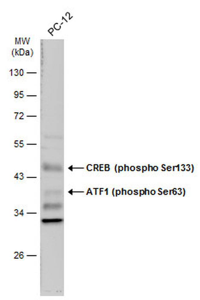 Phospho-CREB (Ser133) Antibody in Western Blot (WB)