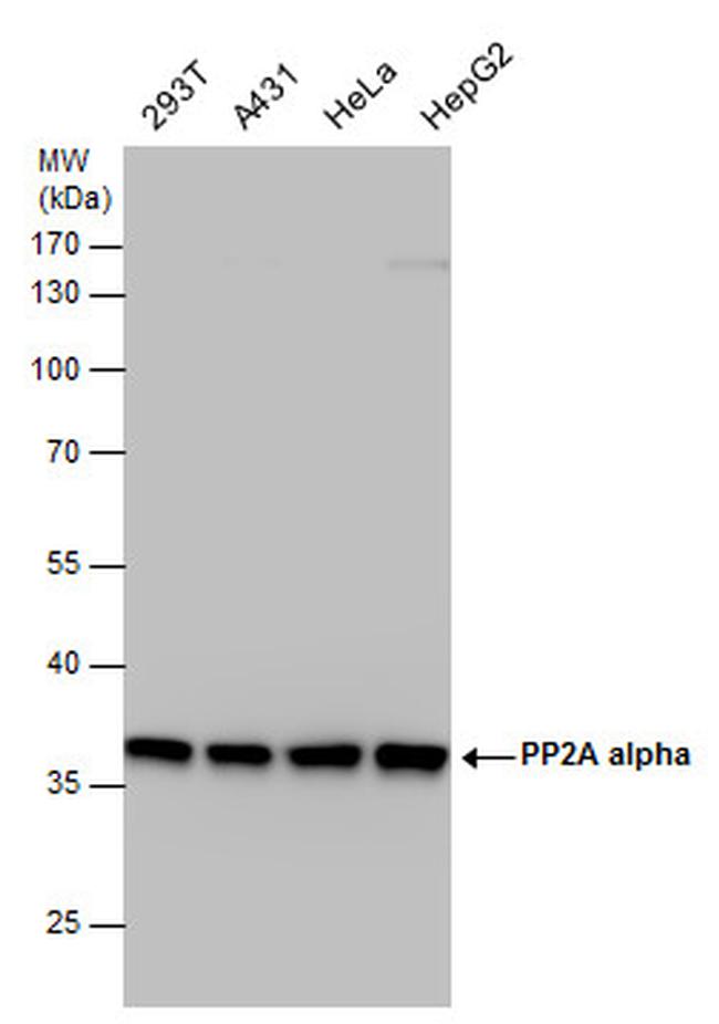 PP2A alpha Antibody in Western Blot (WB)