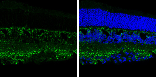 PKC alpha Antibody in Immunohistochemistry (Frozen) (IHC (F))