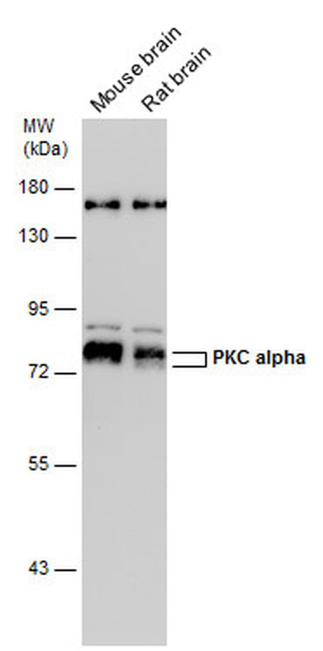 PKC alpha Antibody in Western Blot (WB)