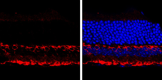 PKC alpha Antibody in Immunohistochemistry (Frozen) (IHC (F))