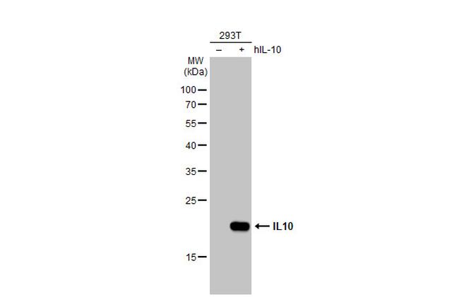 IL-10 Antibody in Western Blot (WB)