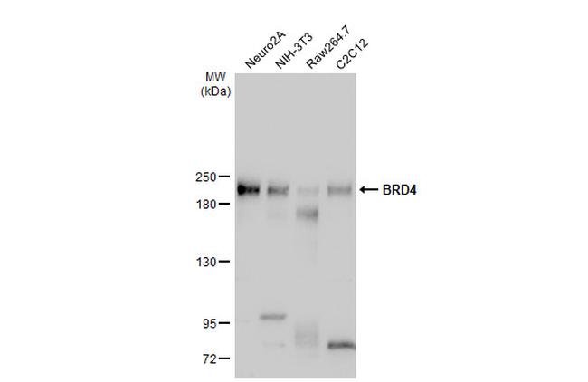 BRD4 Antibody in Western Blot (WB)