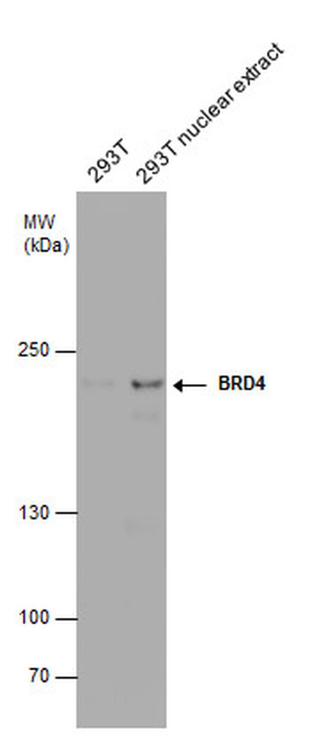 BRD4 Antibody in Western Blot (WB)