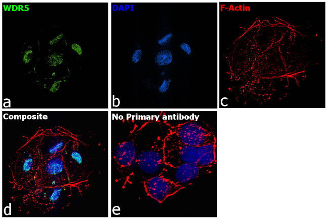 WDR5 Antibody in Immunocytochemistry (ICC/IF)