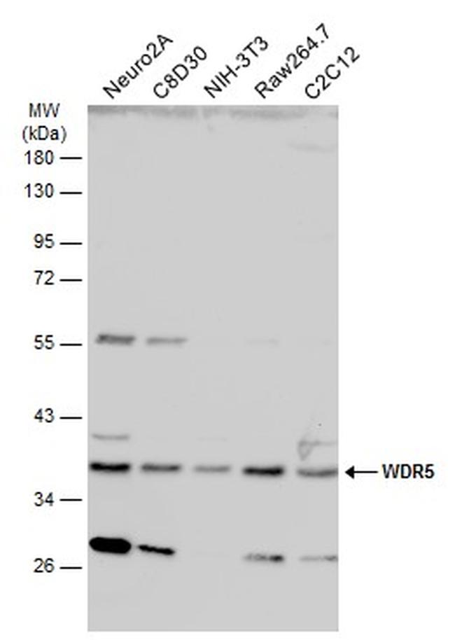 WDR5 Antibody in Western Blot (WB)