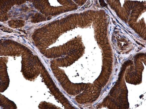 PMCA1 ATPase Antibody in Immunohistochemistry (Paraffin) (IHC (P))