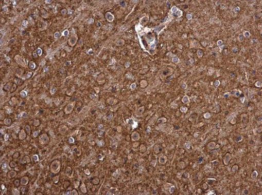 PMCA1 ATPase Antibody in Immunohistochemistry (Paraffin) (IHC (P))