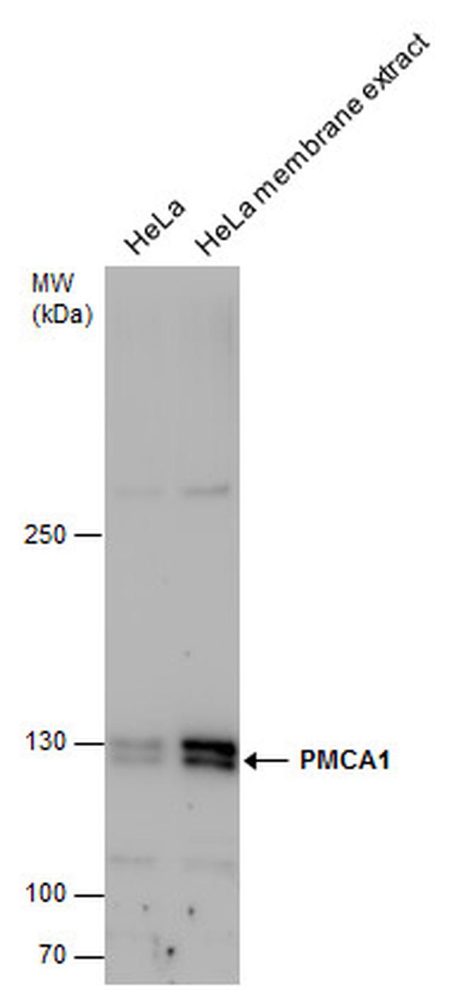 PMCA1 ATPase Antibody in Western Blot (WB)