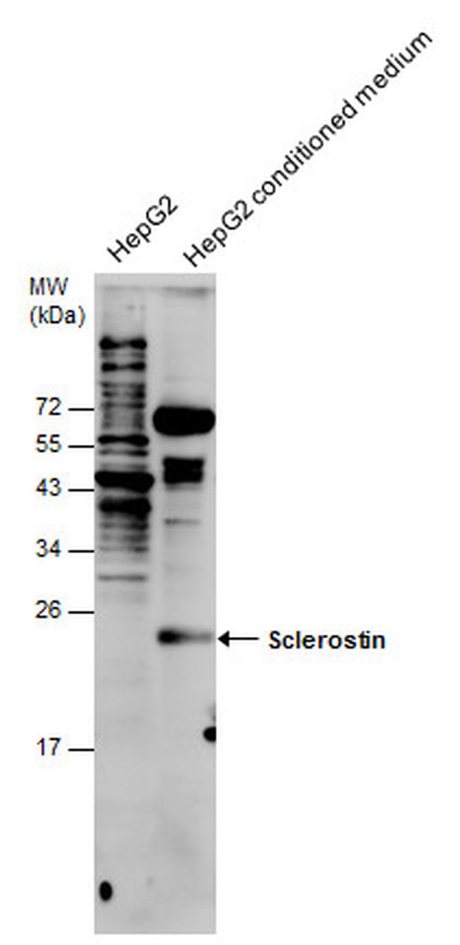 Sclerostin Antibody in Western Blot (WB)