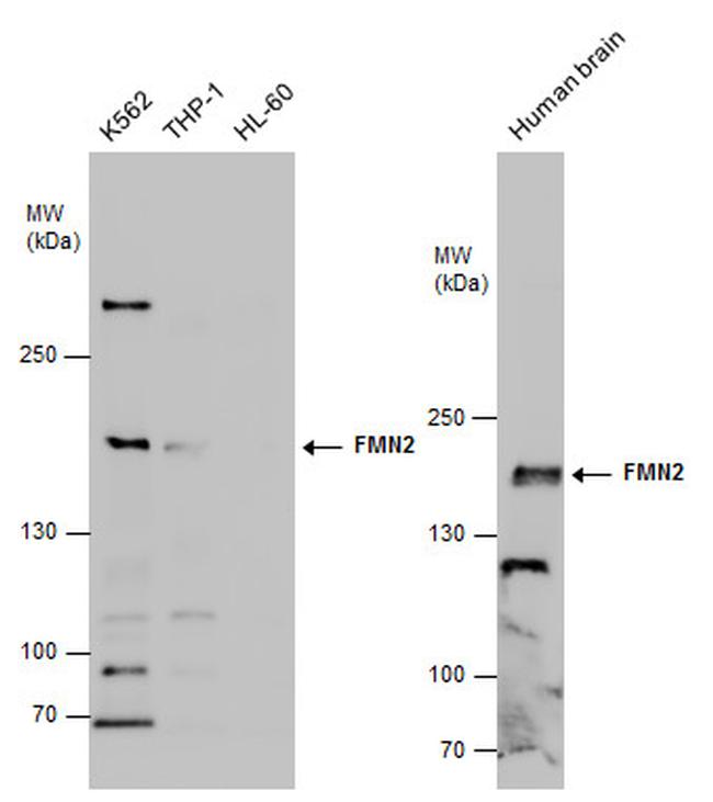 FMN2 Antibody in Western Blot (WB)